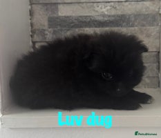 Pomeranian dogs - Advert 9