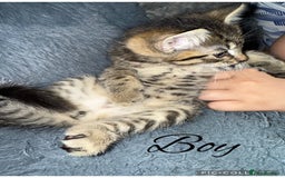 Mixed Breed cats for sale: 2 kittens for sale - Image 2