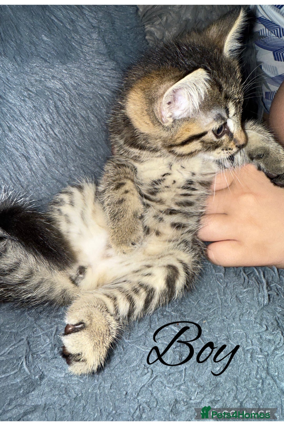 Mixed Breed cats for sale: 2 kittens for sale - Image 2