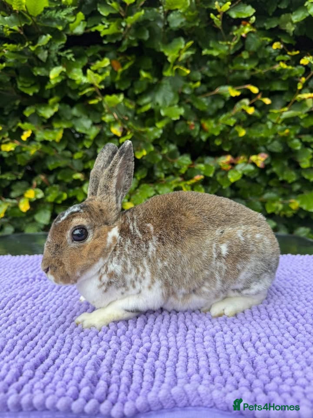 Rex rabbits for sale: Purebred Mini Rex Ready To Go Now! - Advert 4
