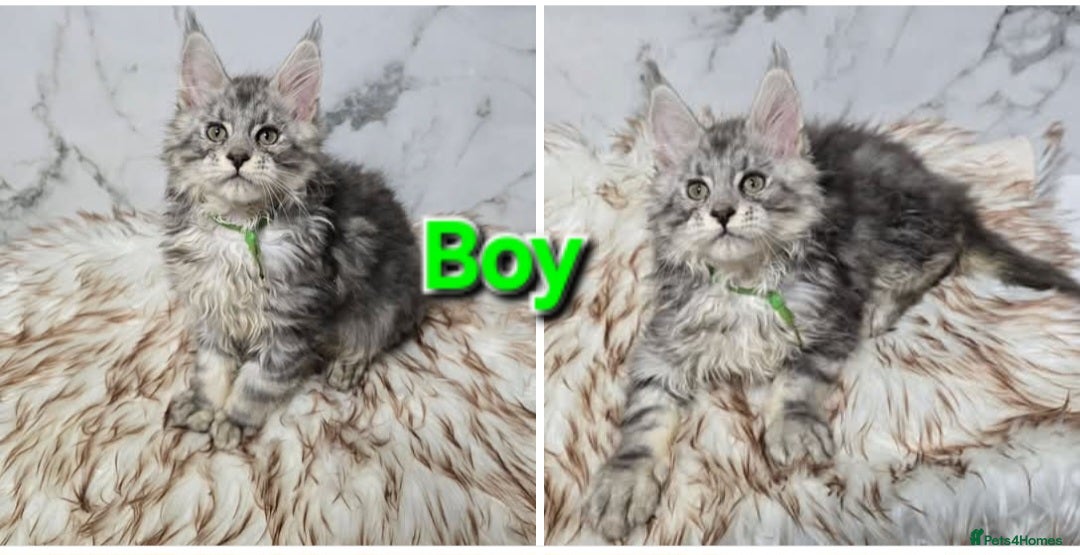 Maine Coon cats 3x Kittens MaineCoon Tica Registred  - Advert 1