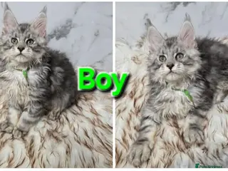 Maine Coon cats 3x Kittens MaineCoon Tica Registred - Advert 5