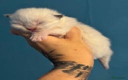 Ragdoll cats for sale: Tortie flame mink sepia tica  - Image 7