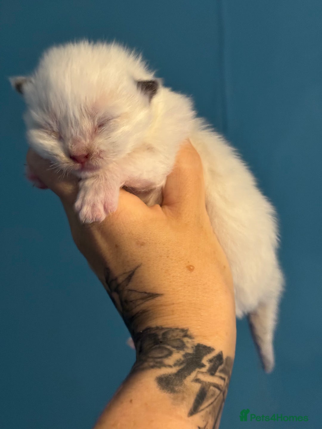 Ragdoll cats for sale: Tortie flame mink sepia tica  - Image 7