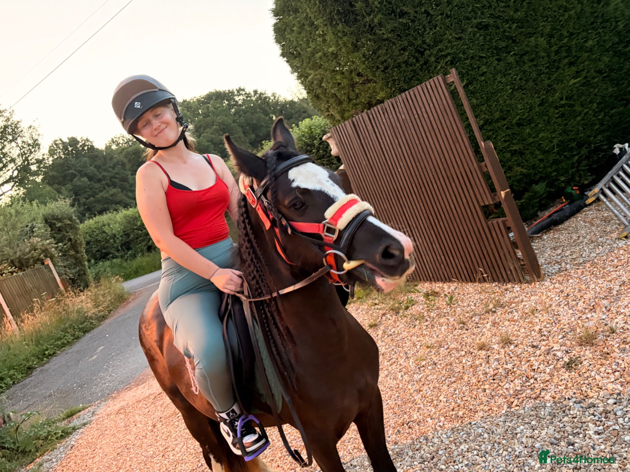 Irish Cob horses Cob riding pony name moon - Advert 2
