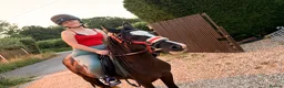 Irish Cob horses for sale: Cob riding pony name moon in Pulborough - Advert 1