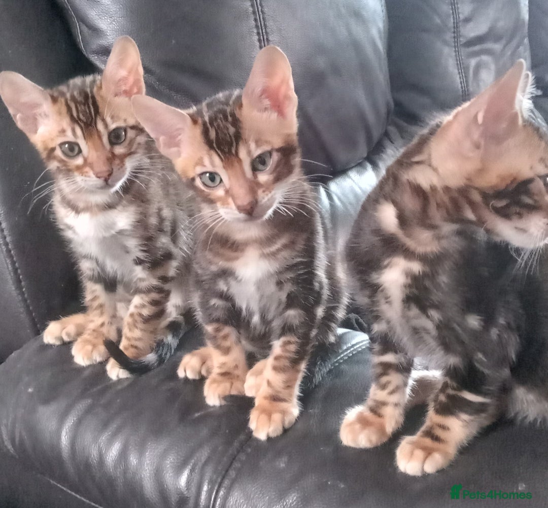 Bengal cats for sale: Pedigree Bengal Kittens - Image 9