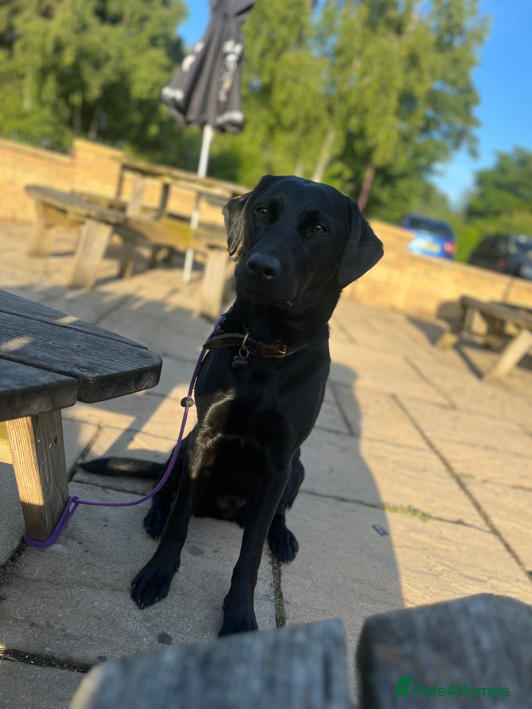 Labrador Retriever dogs for sale: Confirmed litter 15/10/25 - Image 2