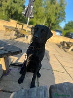 Labrador Retriever dogs - Advert 6