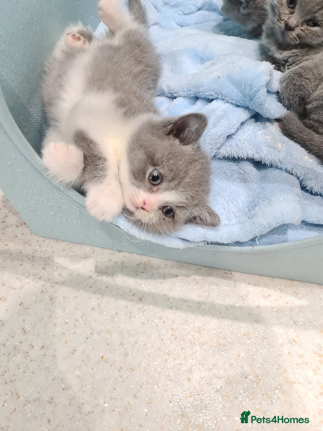 British Shorthair cats for sale: British shorthair kittens *LAST KITTEN* - Advert 1