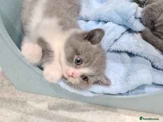 British Shorthair cats British shorthair kittens *Last 2 kittens* - Advert 10