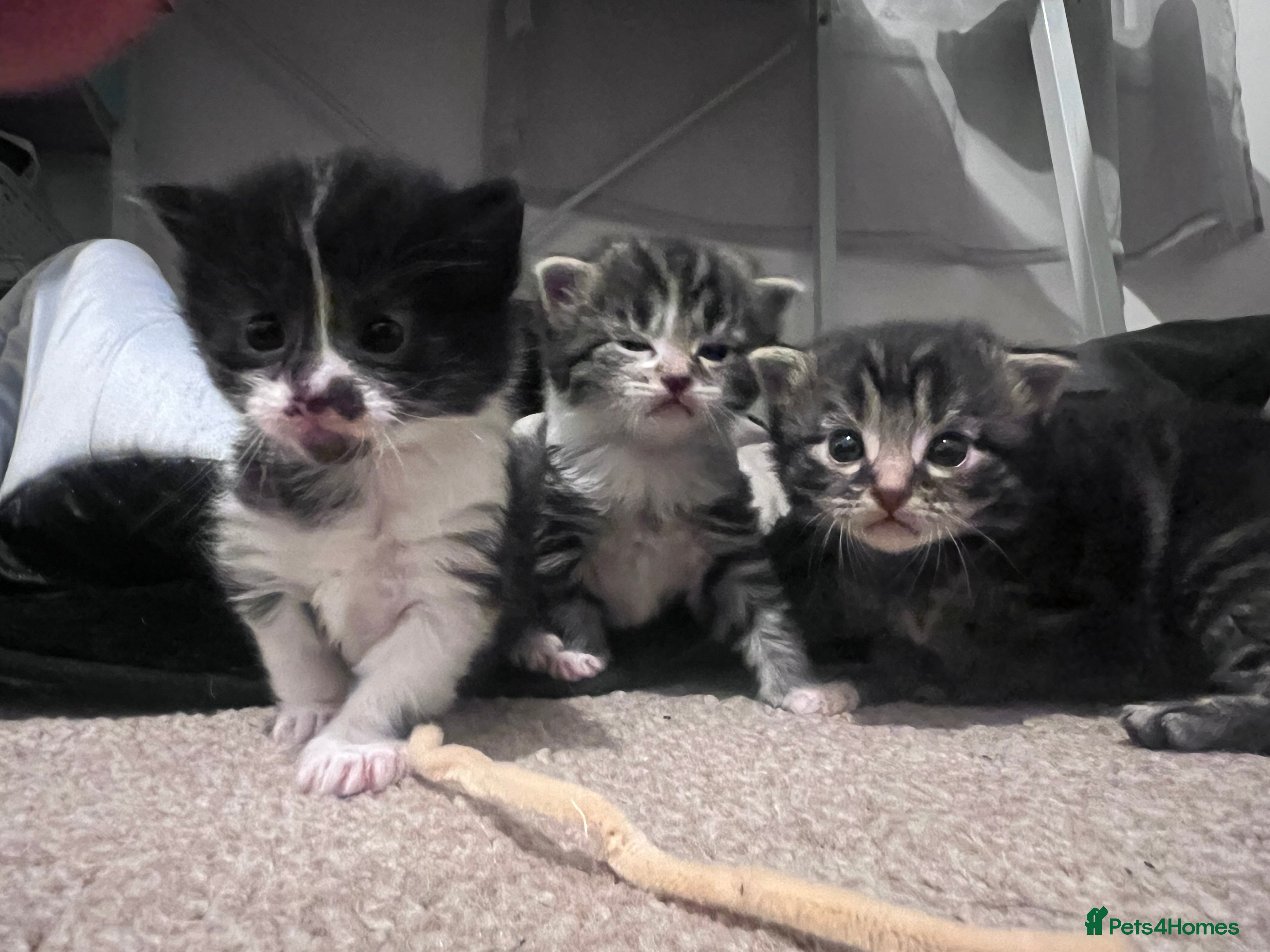 Mixed Breed cats 4 beautiful kittens 2 female 2 male - Advert 1
