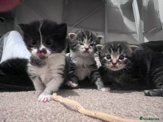Mixed Breed cats 4 beautiful kittens 2 female 2 male - Advert 1