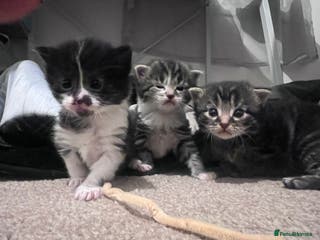 Mixed Breed cats 4 beautiful kittens 2 female 2 male - Advert 18