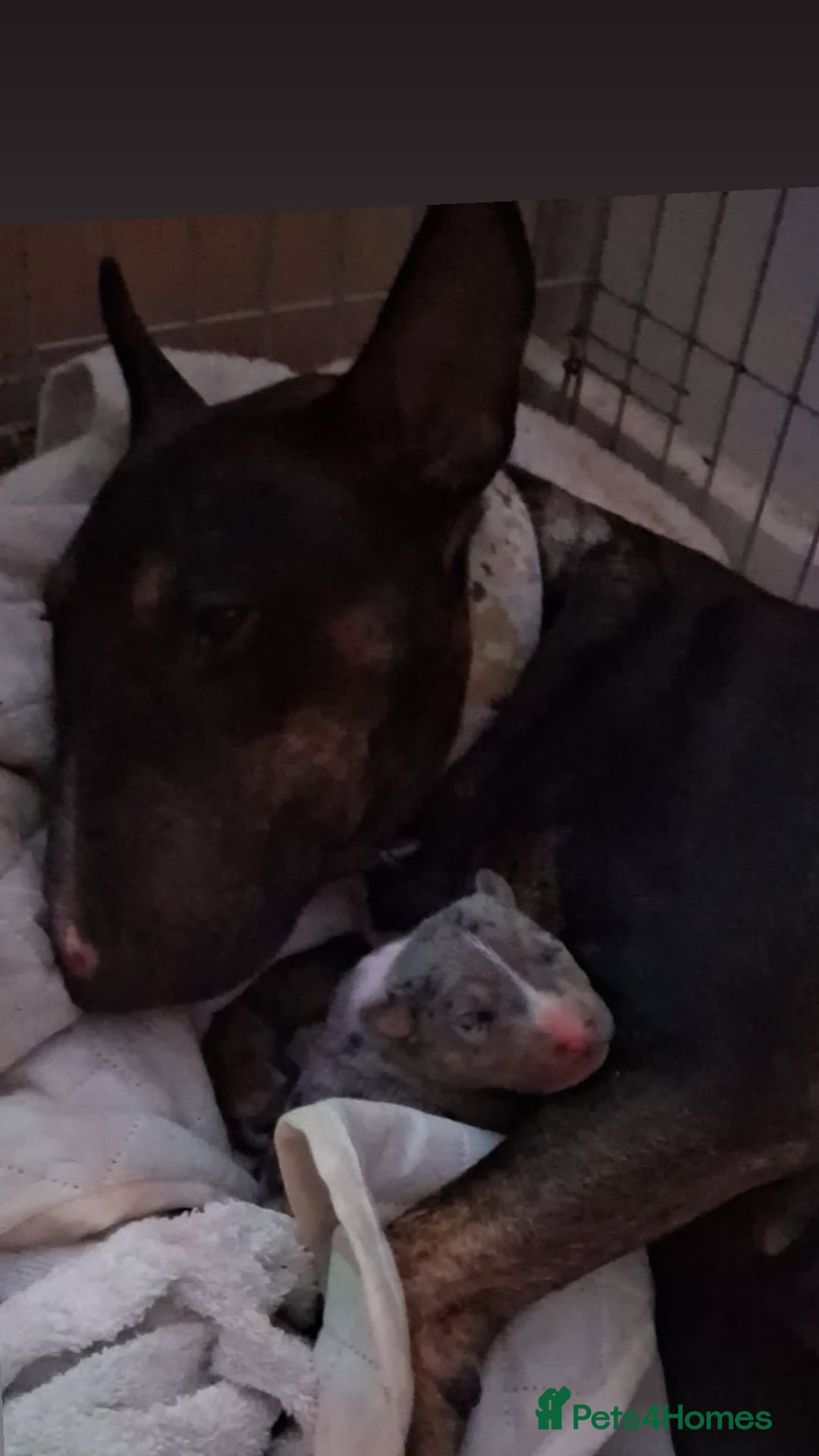 Miniature Bull terrier dogs for sale: Tri merle male - Advert 3