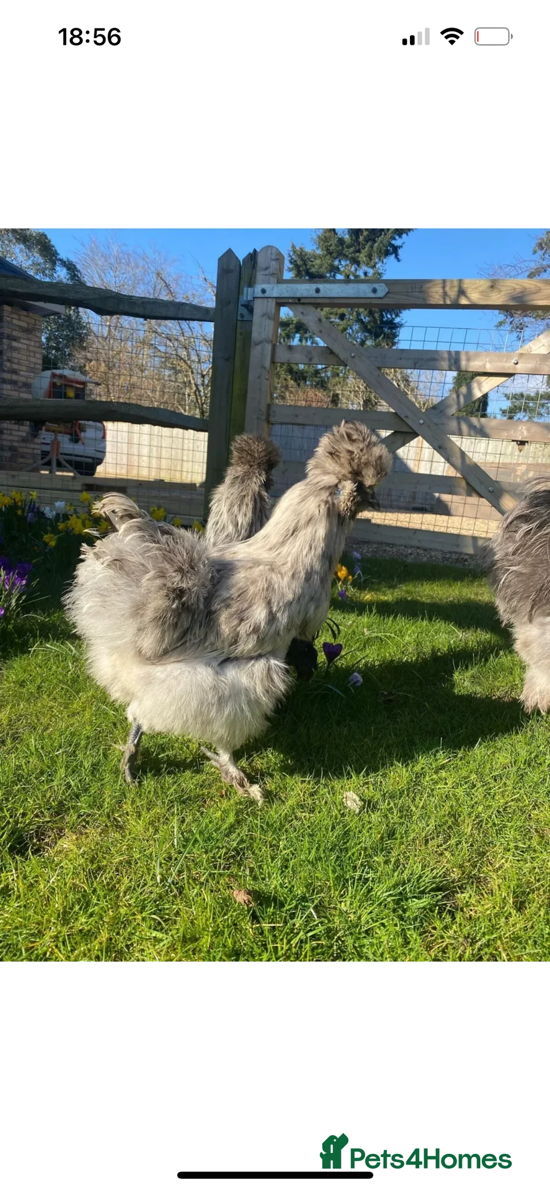 Chickens poultry for sale: Day old unsexed silkies for sale  - Advert 3