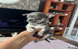 Chihuahua dogs for sale: Adorable apple head short coat chihuahua puppies.  - Image 25