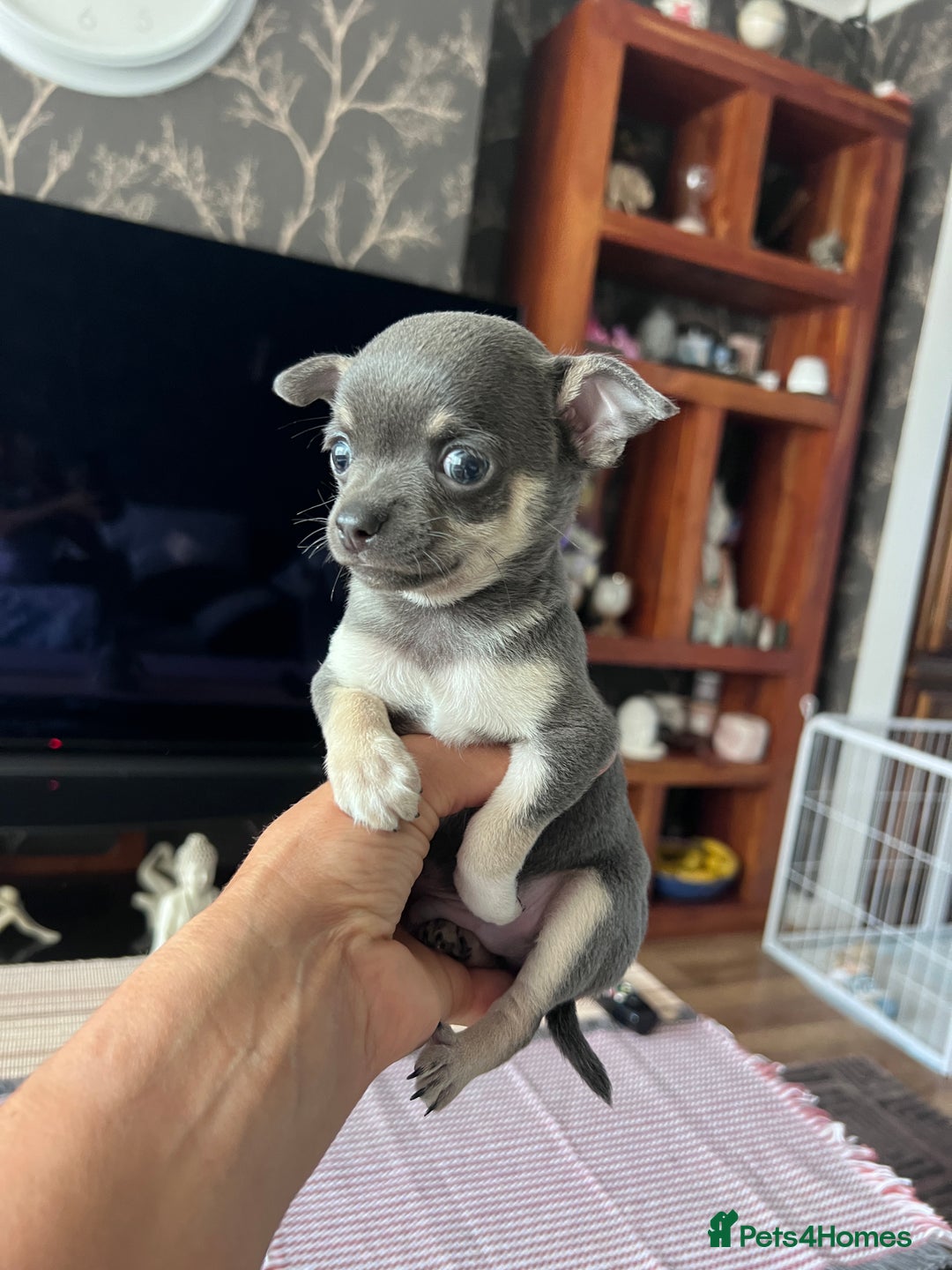 Chihuahua dogs for sale: Adorable apple head short coat chihuahua puppies.  - Image 25