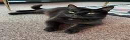 Domestic Shorthair cats for sale: Jaguar needs a new home - Advert 7