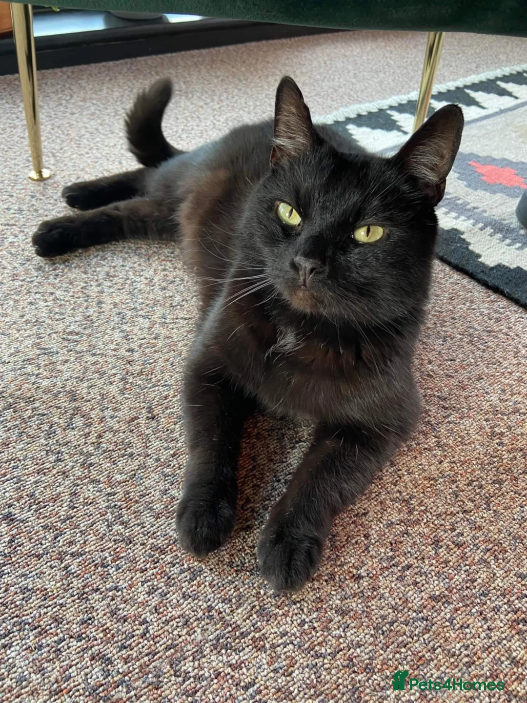 Domestic Shorthair cats for sale: Jaguar needs a new home - Advert 7