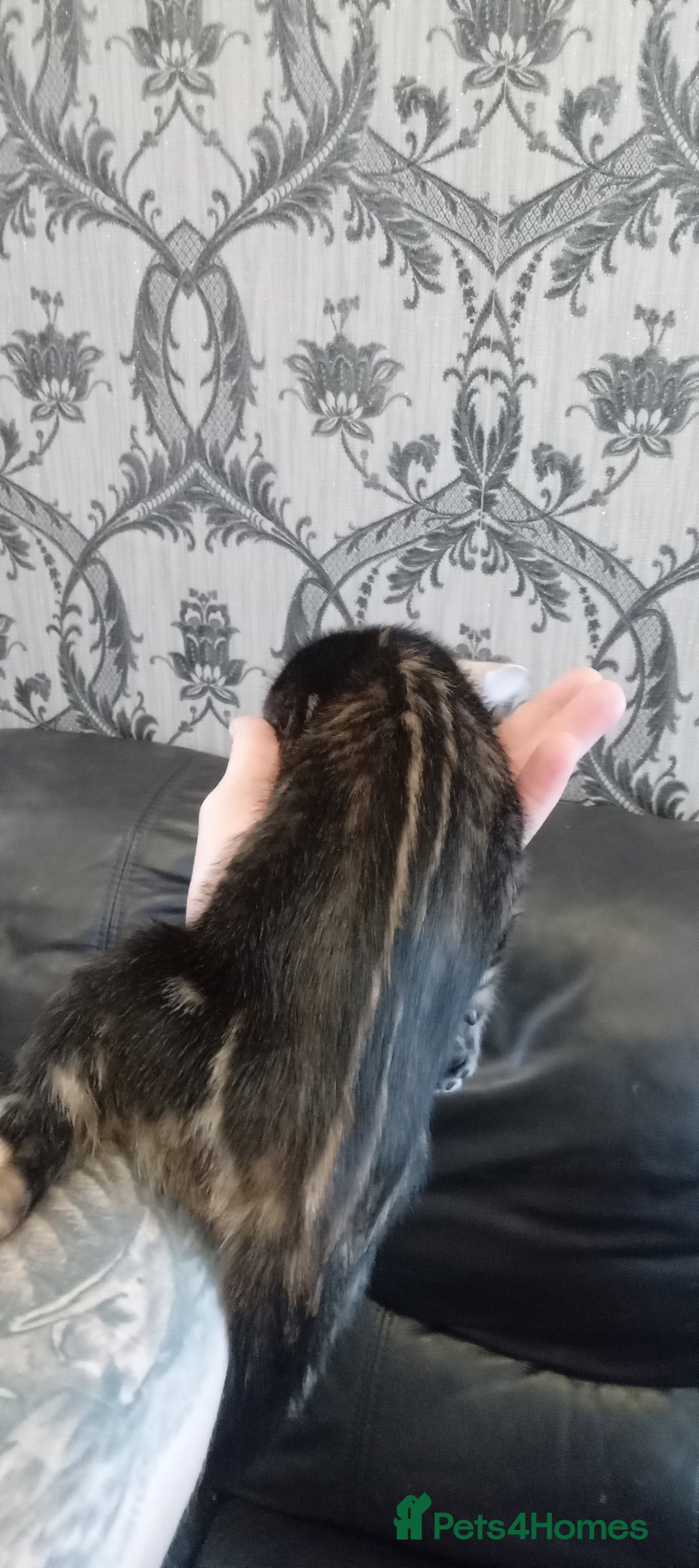 Bengal cats for sale: Pedigree Bengal Kittens - Image 9