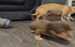 Chihuahua dogs for sale: Smooth coat chihuahuas - Image 9