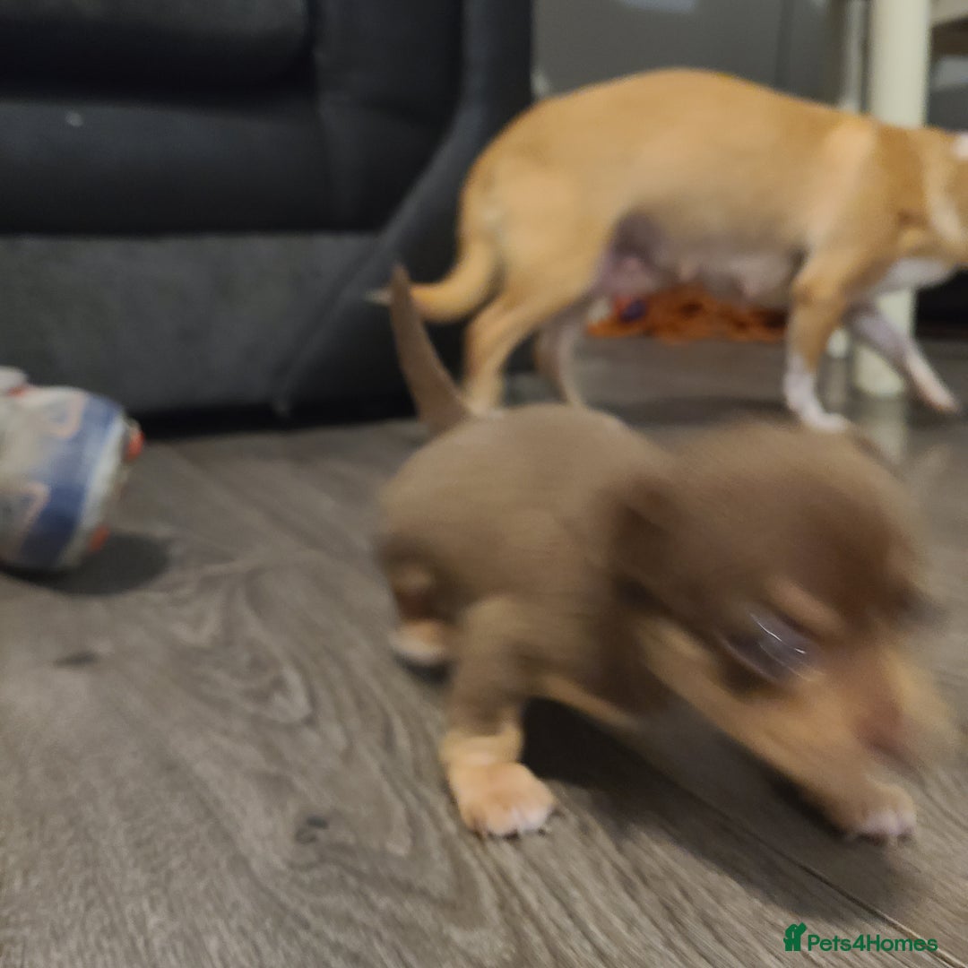 Chihuahua dogs for sale: Smooth coat chihuahuas - Image 9