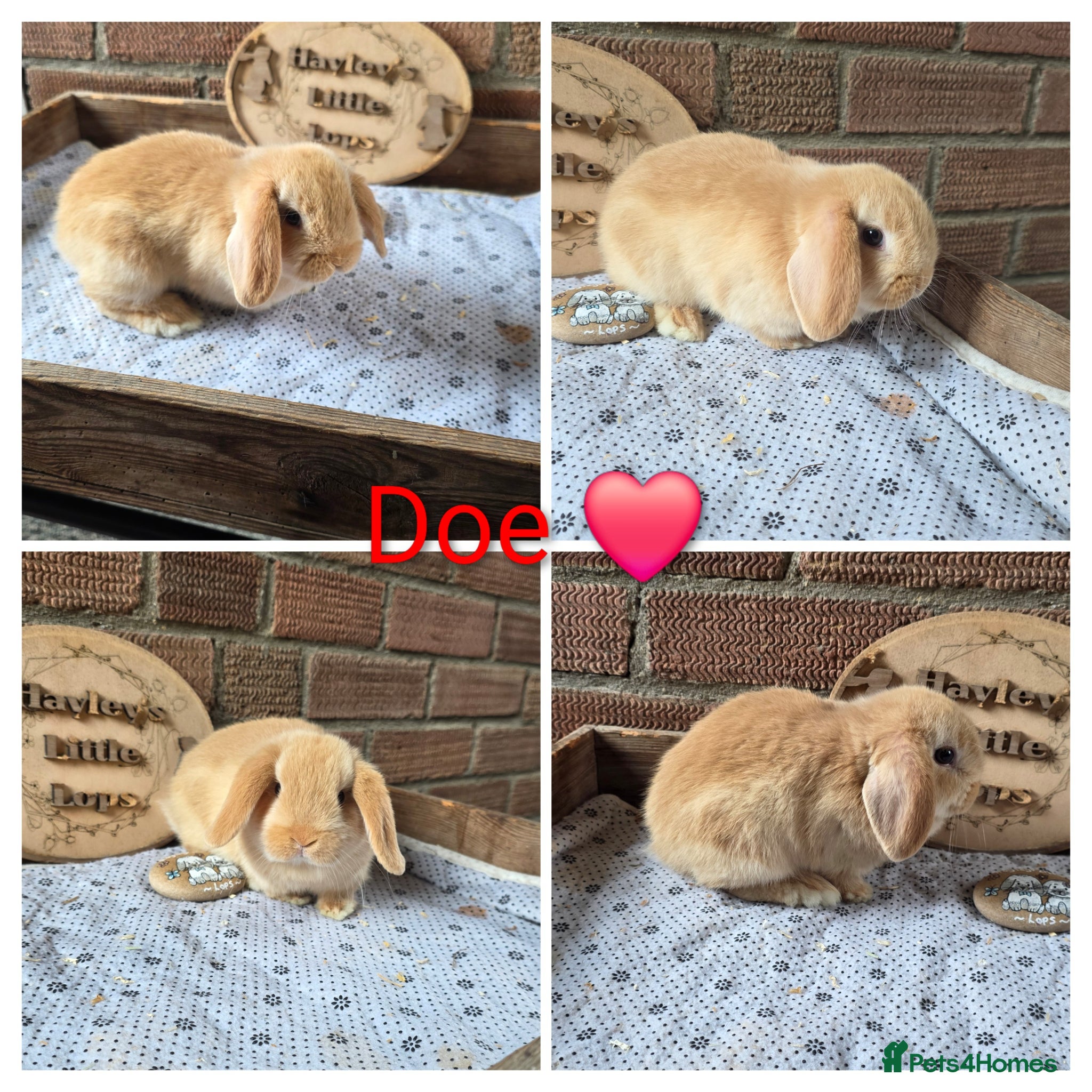 Mini Lop rabbits Gorgeous pure breed mini lops  - Advert 2