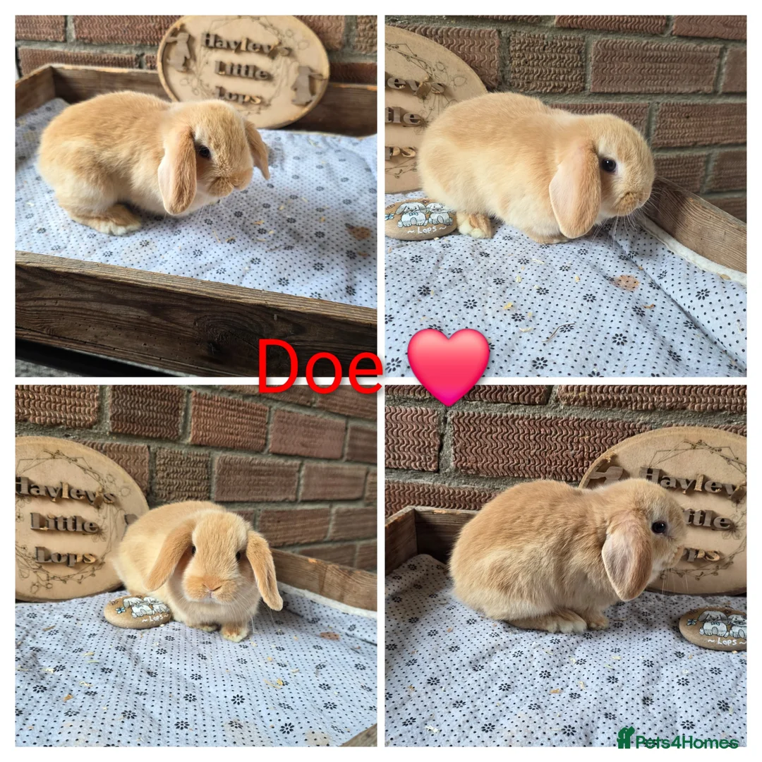 Mini Lop rabbits for sale: Gorgeous pure breed mini lops  - Advert 2