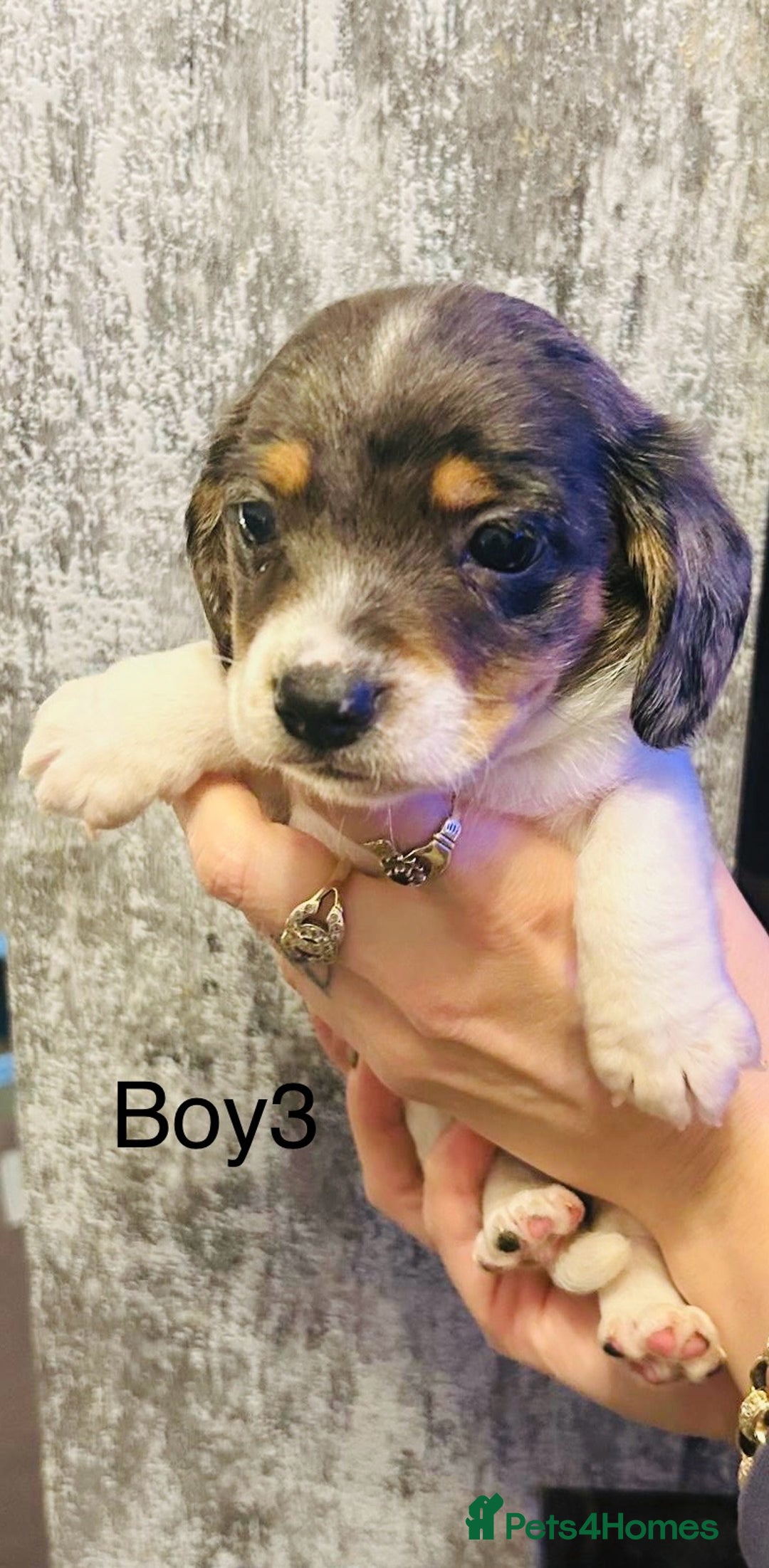 Mixed Breed dogs for sale: Adorable doxiepoo puppies  - Image 5