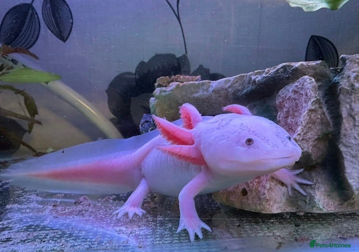 Other/Mixed Breed fish 2 Axolotls and whole set up  - Advert 7