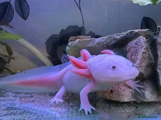 Other/Mixed Breed fish 2 Axolotls and whole set up - Advert 7