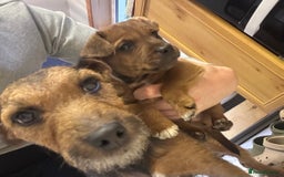 Mixed Breed dogs for sale: Beautiful Brown Male Patterdale terrier puppy  - Image 3