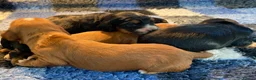 Cocker Spaniel dogs for sale: W/C Spaniel Puppies. Health tested parents - Advert 6