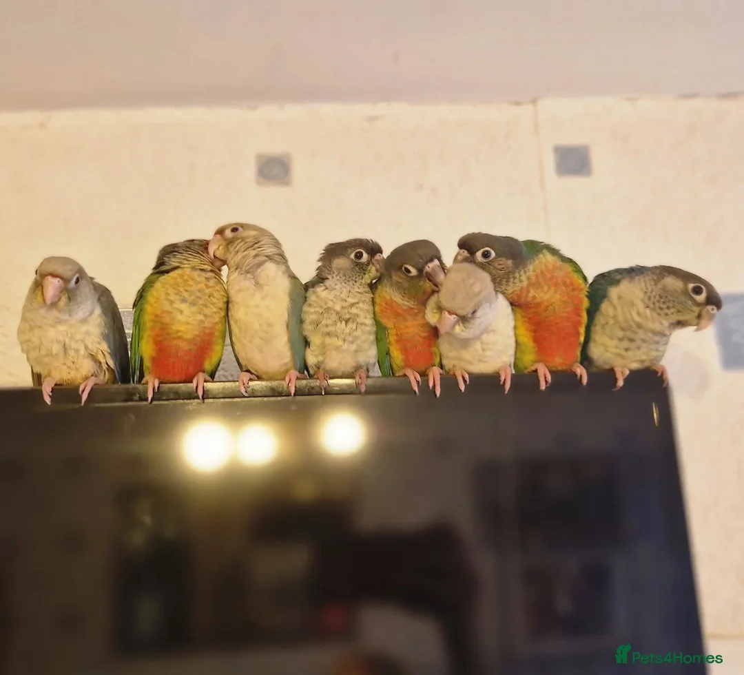 Gallery Image {{count}}