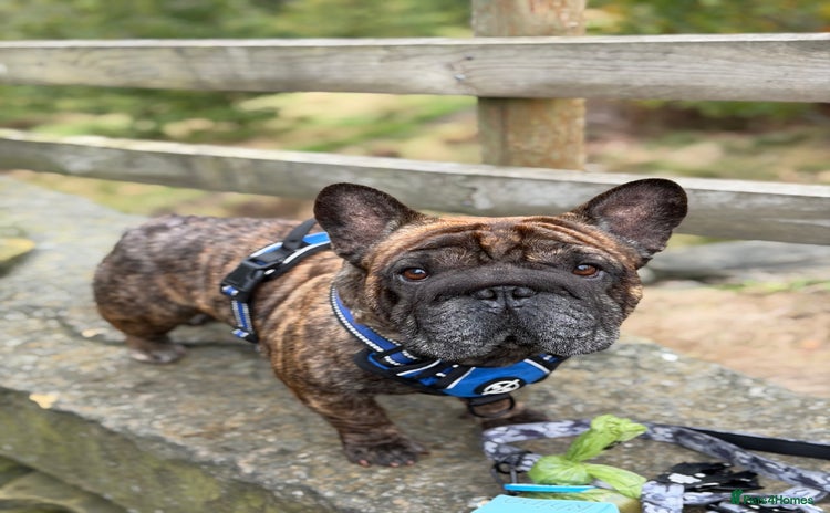 French Bulldog dogs - Advert 1