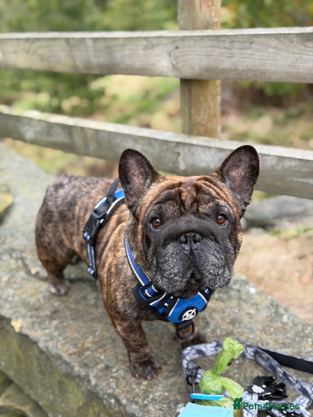 French Bulldog dogs for sale: Ropenose French Bulldog boy  - Image 1
