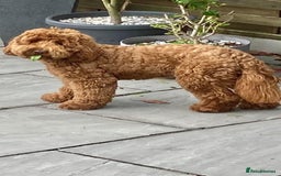 Goldendoodle dogs for sale: Multigenerational Puppies Licensed and Tested - Image 5
