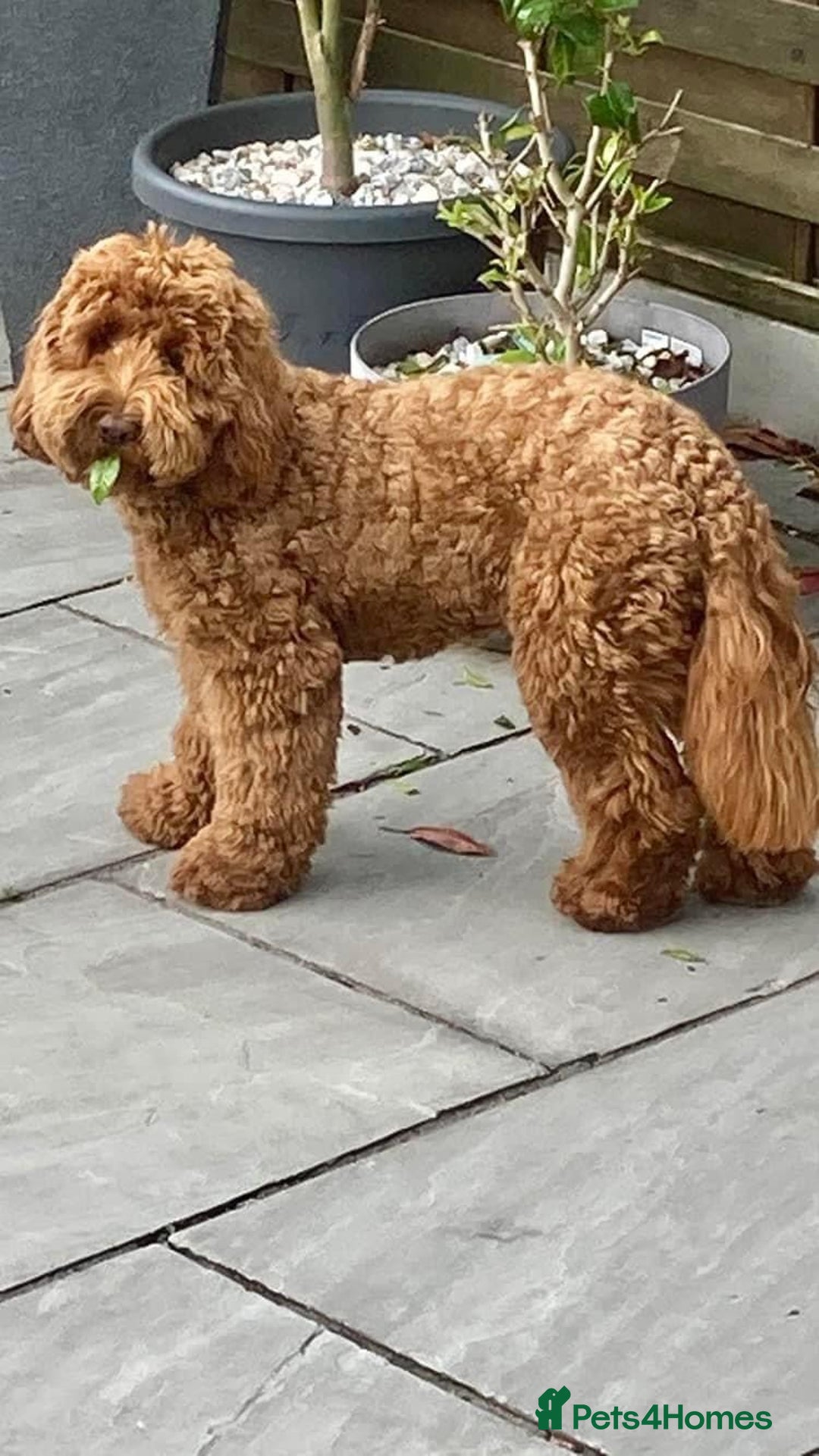 Goldendoodle dogs for sale: Multigenerational Puppies Licensed and Tested - Image 5