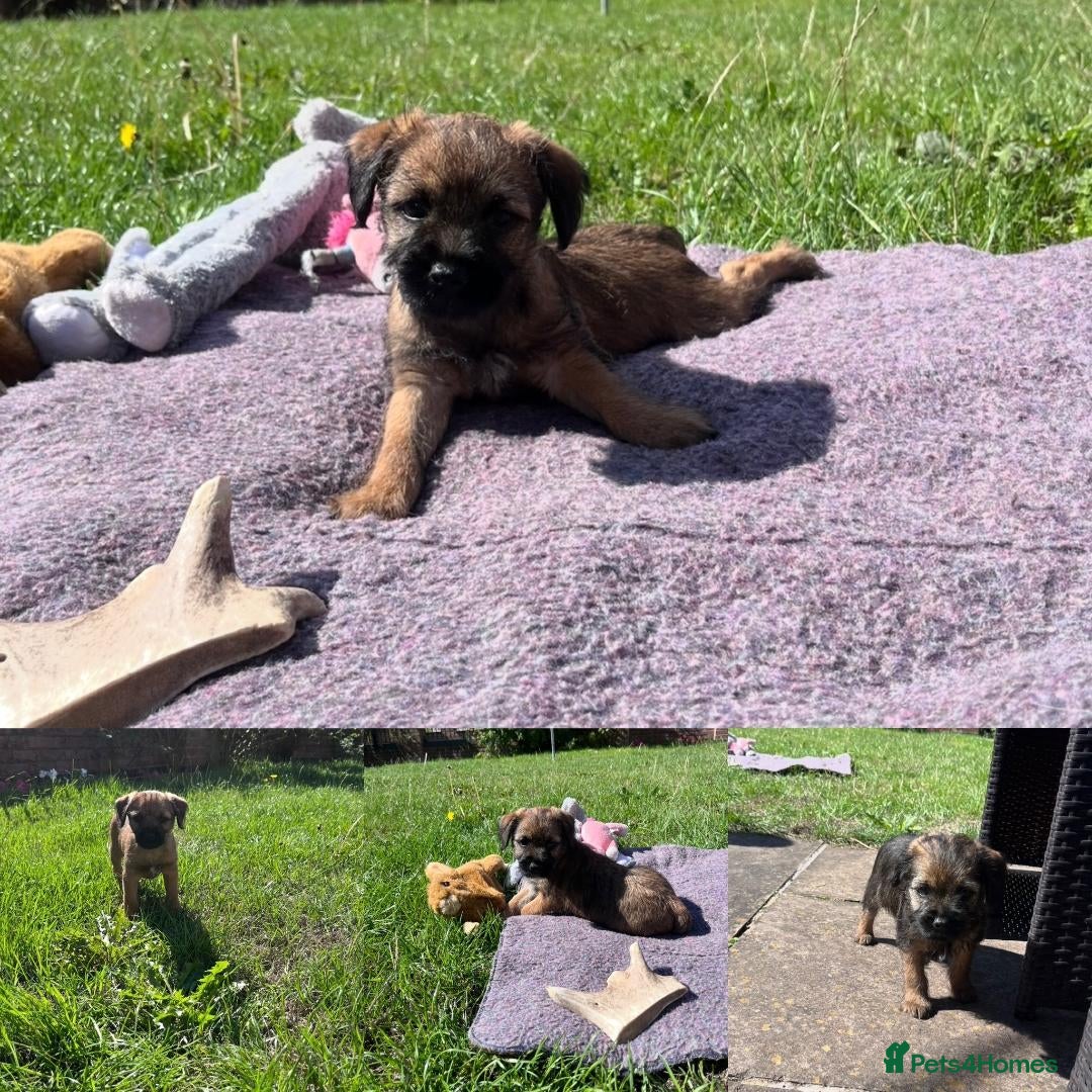 Border Terrier dogs PEIDGREE BORDER TERRIER PUPPIES - Advert 1