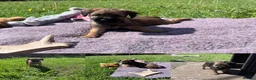 Border Terrier dogs for sale: PEIDGREE BORDER TERRIER PUPPIES - Advert 1