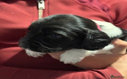 English Springer Spaniel dogs for sale: Working English springer spaniel puppies !!! - Image 10