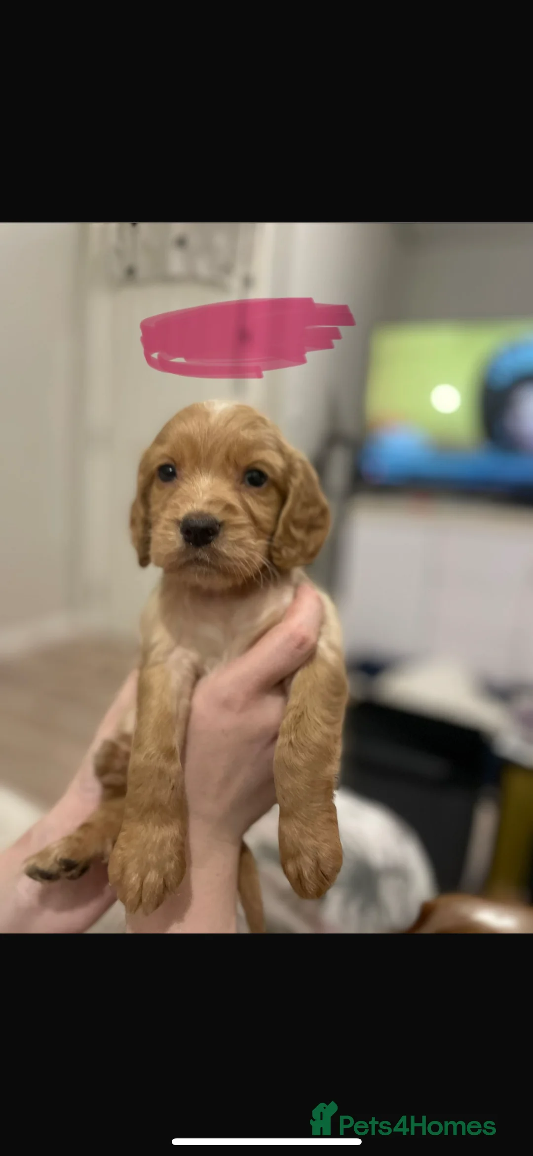 Cocker Spaniel dogs for sale: 6x Cocker Spaniel Puppies - Advert 2