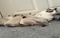 Ragdoll cats for sale: ✨2 girls stunning ragdolls left 💖 - Image 3