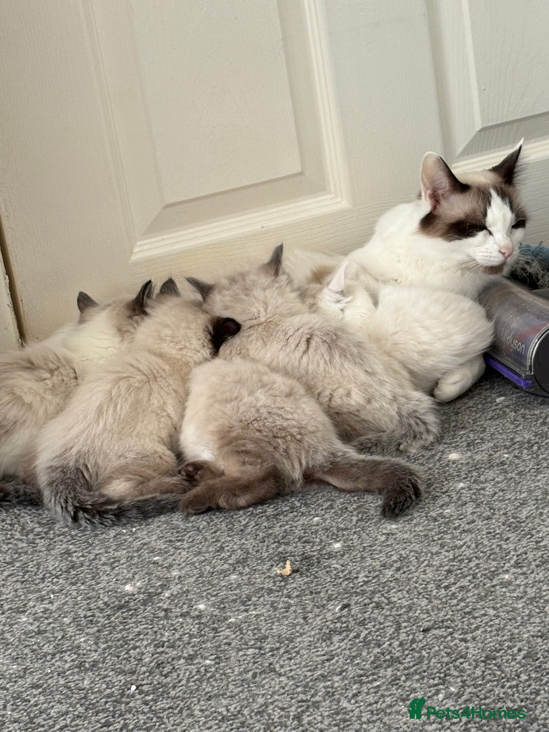 Ragdoll cats for sale: ✨2 girls stunning ragdolls left 💖 - Image 3