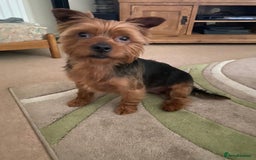 Yorkshire Terrier dogs for stud: Yorkshire terrier for stud - Image 7