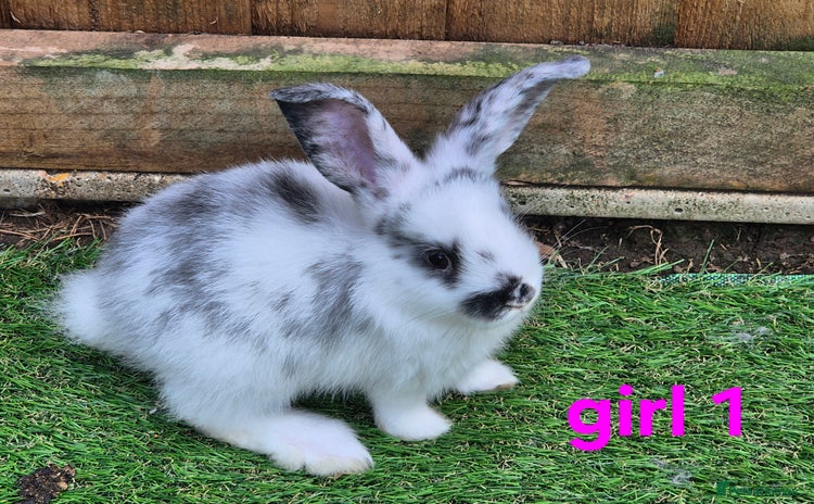 Mixed Breed rabbits - Advert 13
