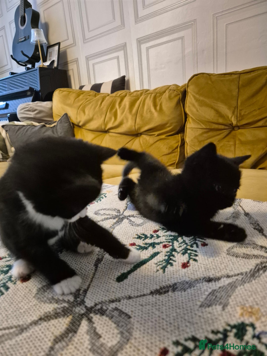 British Shorthair cats for sale: Beautiful little kittens for sale - Advert 8