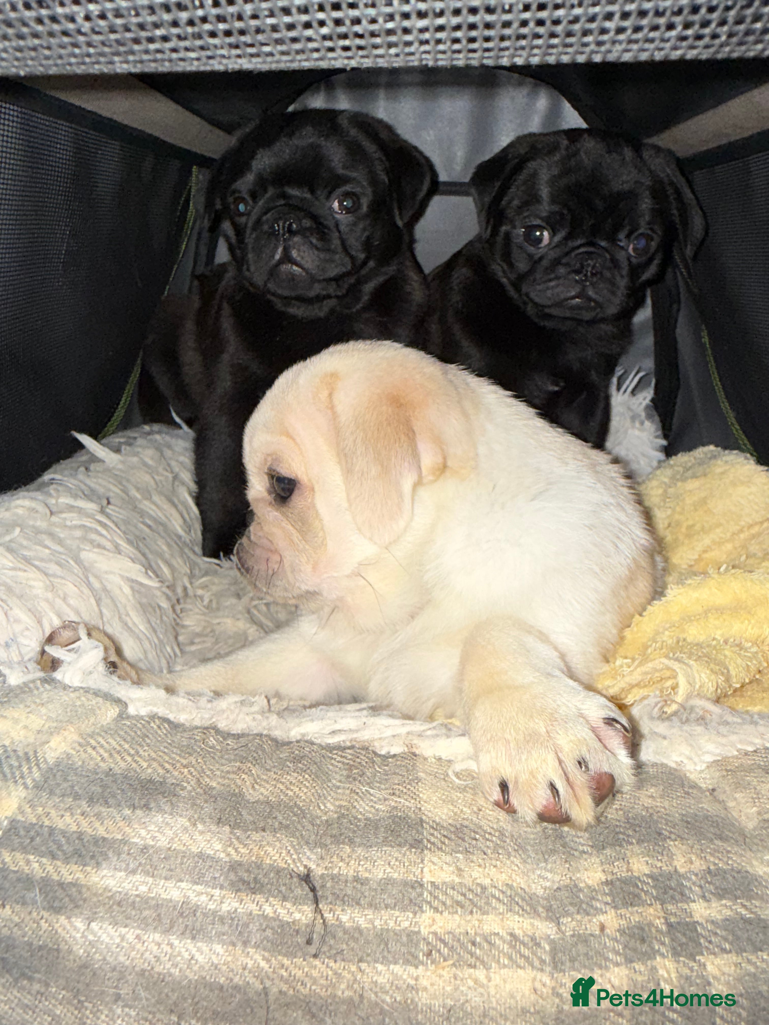Pug dogs 3 beautiful pug puppies - Advert 2