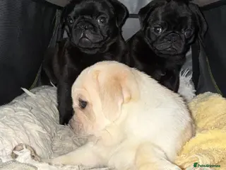 Pug dogs 3 beautiful pug puppies - Advert 2